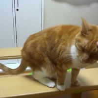 頭をなでなで