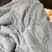 布団で寝るロビンくん(少し近づいて)