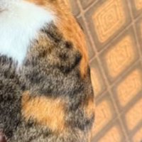 抱かれている猫