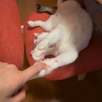 両前足で飼い主の指を触る猫