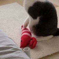 猫の手から落ちたエビのぬいぐるみ
