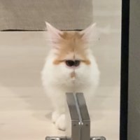 ガラス戸に顔の半分が反射している猫（アップ目がくっついている）