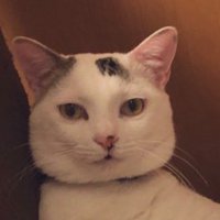 カメラを見つめる猫の顔