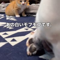 犬を見ている子猫