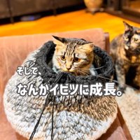 製作中の猫ハウスに入るキジトラ猫