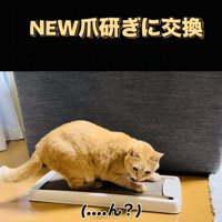 古い爪研ぎを見る茶トラ猫