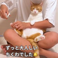 爪を切られる猫