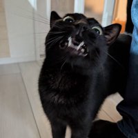 ペットシッターを見上げて口を開ける猫
