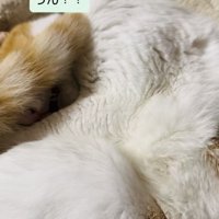 キャットタワーのベッドで寝る保護猫