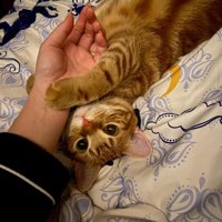 床で飼い主の手をにぎる猫