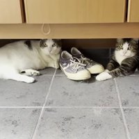 玄関にいる猫