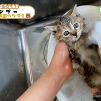 シャワー中のキジトラ子猫
