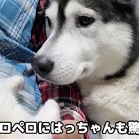 びっくりするはっちゃん