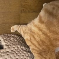 猫ちぐらの匂いを嗅ぐ茶トラ猫