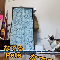 ボタンを押す猫