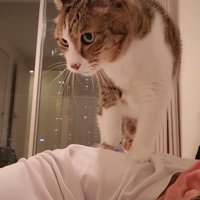 カメラの方を向く猫
