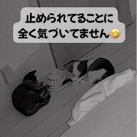 悪戦苦闘するキジ白猫