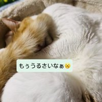 キャットタワーのベッドで寝る保護猫