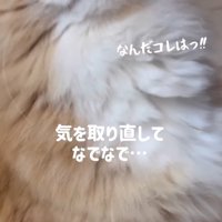 お座りしてアゴを上げている猫