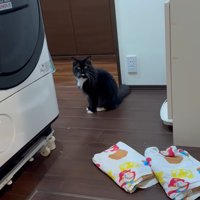 洗濯機の奥に座る猫ちゃん
