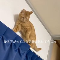 見下す猫