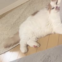 不機嫌そうな猫