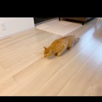 歩きが遅い猫