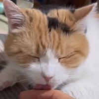 舐める猫