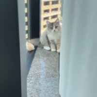 窓際に座る猫