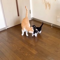 子猫に顔を近づける茶トラ白猫