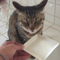 水を飲み目をつぶっているキジトラ猫