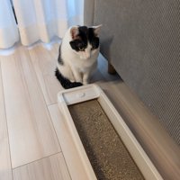 ダンボールの爪とぎを見る猫