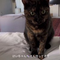 ベッドの上の猫