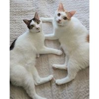 室内にいる猫
