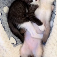 一緒にくつろぐ2匹の子猫