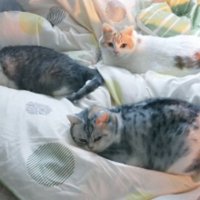室内にいる猫