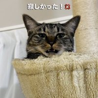 キャットタワーから飼い主を呼ぶキジトラ猫