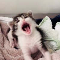 毛布の上であくびをする赤ちゃん猫