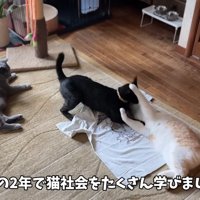 取っ組み合う2匹の猫
