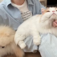 モフられるふたり