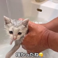 洗われる子猫