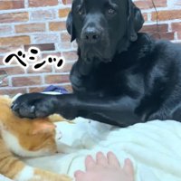 反撃するムニ君2
