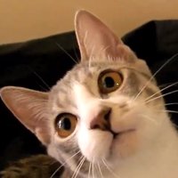 喋り始めるモアレちゃん
