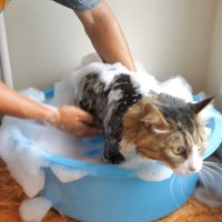 体を洗い中
