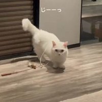 正面を見つめる猫