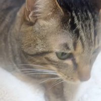 布団の上で鳴いている猫