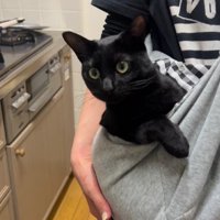 抱っこ紐に入った猫