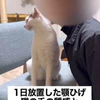 飼い主のアゴヒゲに頭をすり寄せる猫