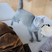 ソファでステップを踏むブリティッシュショートヘア