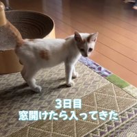 おうちに入ってきた子猫